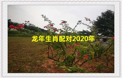 龙年生肖配对2020年